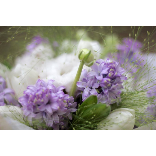 Весняний ароматний та ніжний пухнастік