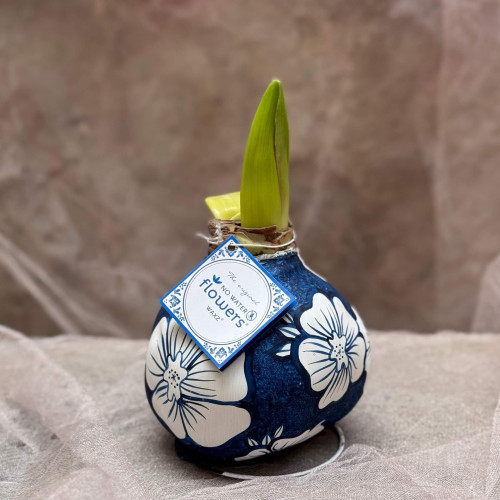 Сет з трьох лімітованих воскових цибулинок амарилісів