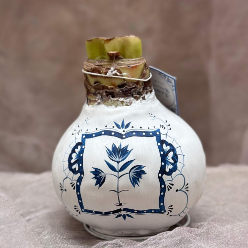 Сет з трьох лімітованих воскових цибулинок амарилісів