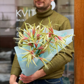 Вишуканий ніжно-червоний гіпеаструм у букеті «Тонка павутинка»