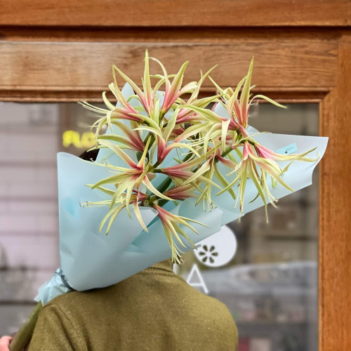 Вишуканий ніжно-червоний гіпеаструм у букеті «Тонка павутинка»