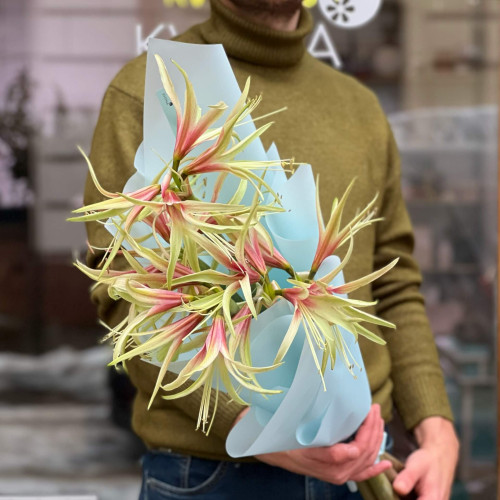 Вишуканий ніжно-червоний гіпеаструм у букеті «Тонка павутинка»