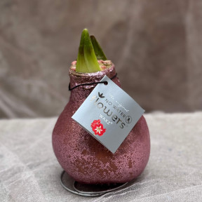 Сверкающий праздничный восковой амариллис