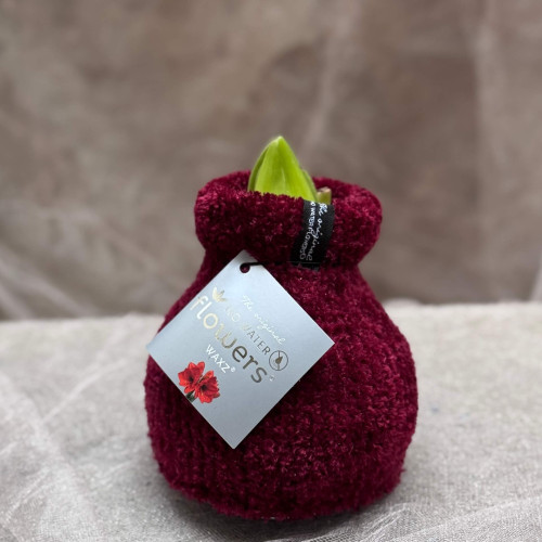 Сет з воскованих амарилісів, одягнених у вʼязані светрики