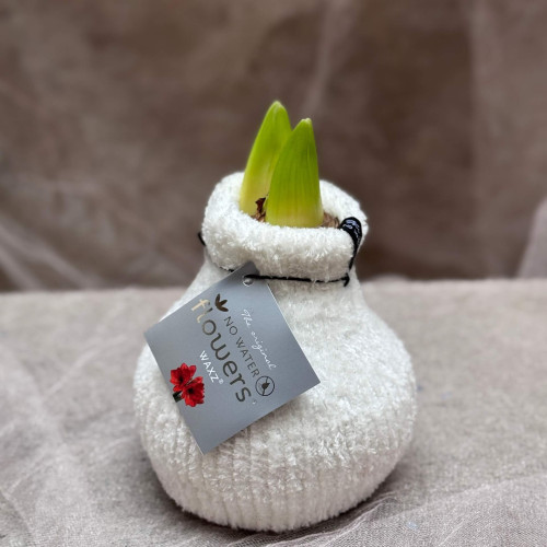 Сет з воскованих амарилісів, одягнених у вʼязані светрики