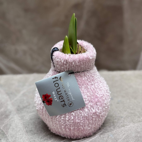 Сет з воскованих амарилісів, одягнених у вʼязані светрики