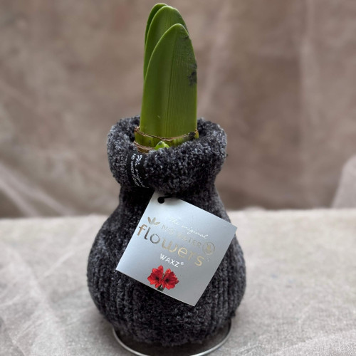 Сет з воскованих амарилісів, одягнених у вʼязані светрики