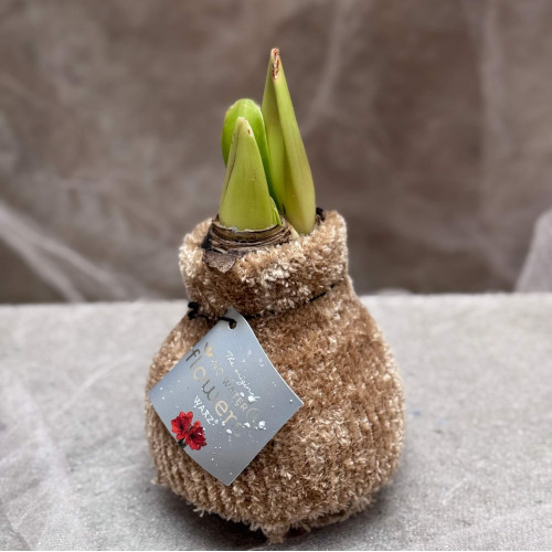 Сет з воскованих амарилісів, одягнених у вʼязані светрики