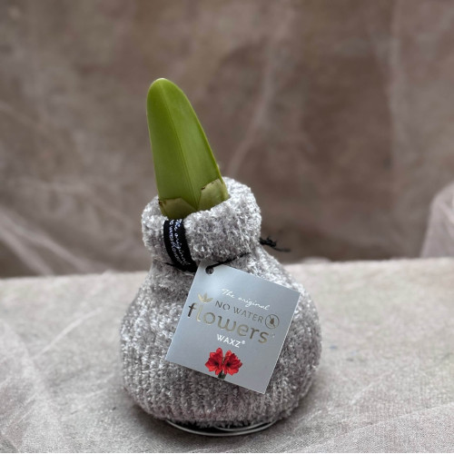 Сет з воскованих амарилісів, одягнених у вʼязані светрики