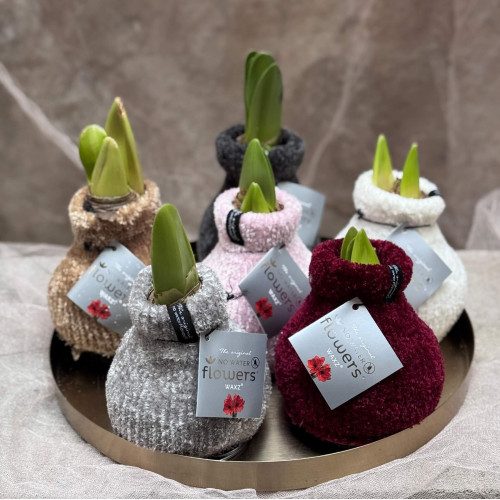 Сет з воскованих амарилісів, одягнених у вʼязані светрики