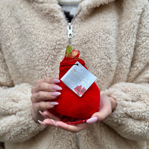 Оксамитова цибулинка амариліса «Класична святкова»