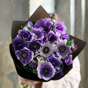 Фіолетові італійські анемони «Mistral Azzurro»