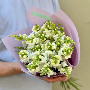 17 антиррінумів у букеті «Світленький»