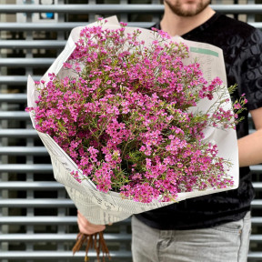 25 гілочок хамелаціуму у букеті «Весняний спів»