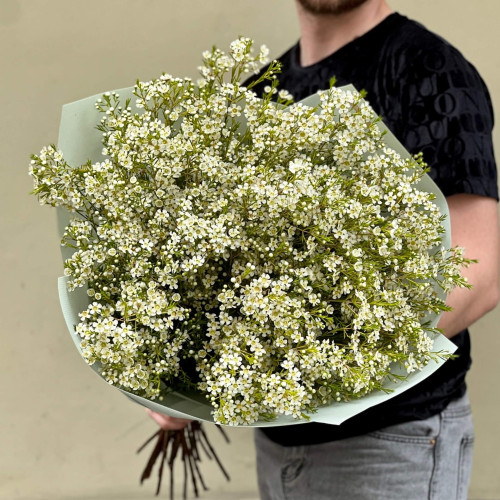 25 гілочок білого хамелаціуму у букеті «Арктична елегантність»