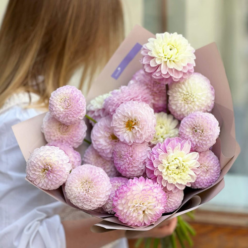 25 dahlias in a bouquet «Dahlia marshmallow»