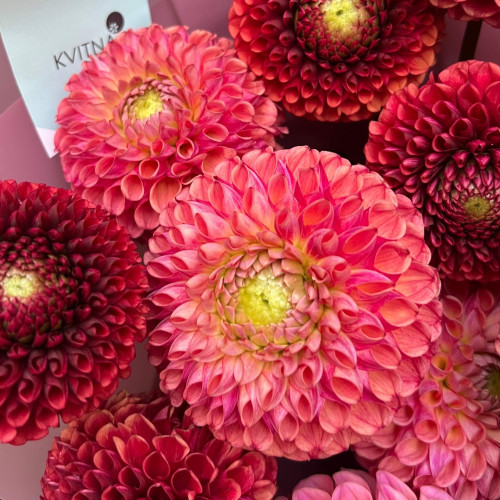 Букет із 15 жоржин у теракотових відтінках «Літній Фрамбуазьє»