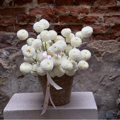 Білі жоржини в кошику «Ароматна заметіль»