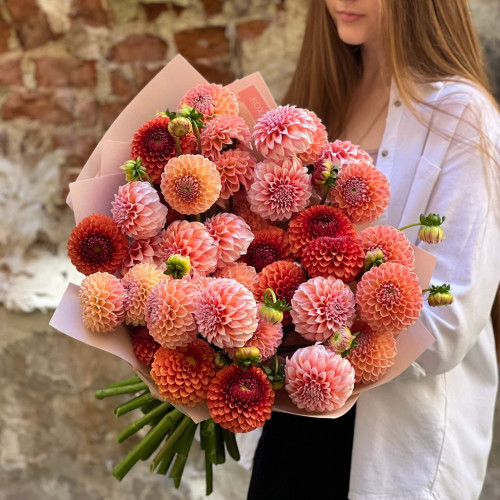 Мікс із 35 жоржин сортів Linda's Baby, Brown Sugar та Peaches and Cream «Кульки щастя»