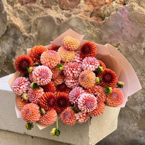 Мікс із 35 жоржин сортів Linda's Baby, Brown Sugar та Peaches and Cream «Кульки щастя»