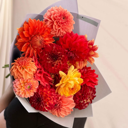 Mix of 15 bright dahlias «Fiery»