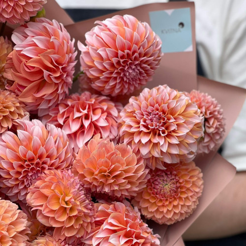 Мікс із 25 помаранчевих та персикових жоржин «Карамельний персик»