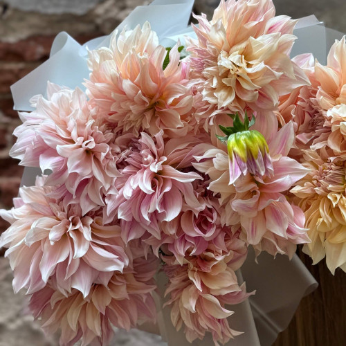 Lacy bouquet of 11 premium dahlias «Cafe au lait»