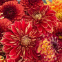 Bright bouquet of 19 dahlias «Scheherazade's Dawns»