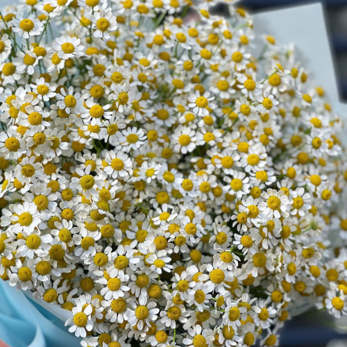 Букет «Ромашковий поцілунок»