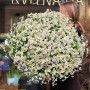 Bouquet «Chamomile field»
