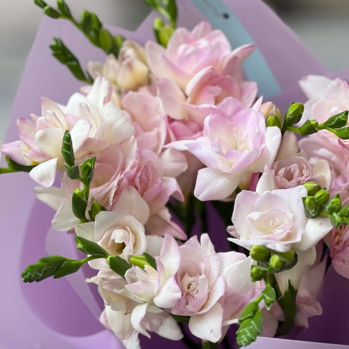 13 фрезій у букеті «Вишуканий аромат»