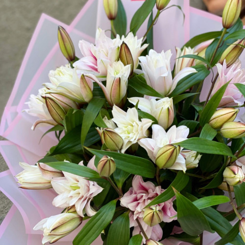 Light pink premium lily «Roselily Isabella»