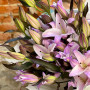 Розкішний букет з 7 преміальних лілій «Аромат аметисту»