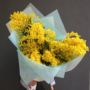 Итальянская мимоза