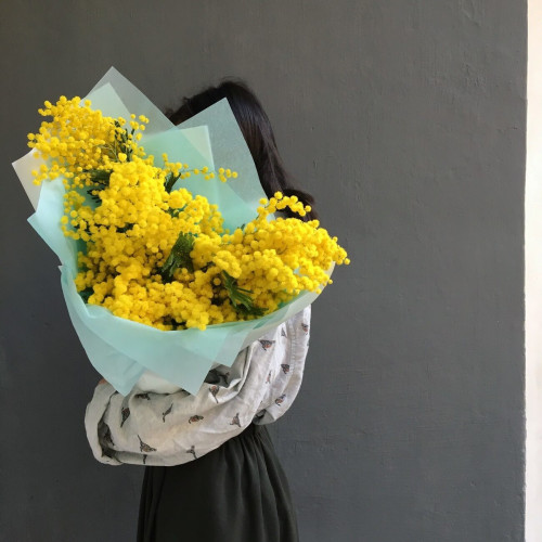 Итальянская мимоза