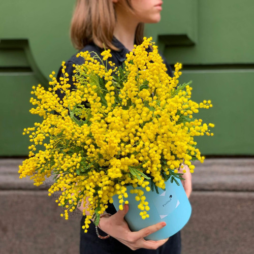 Коробочка запашної мімози «Ранкове сонечко»