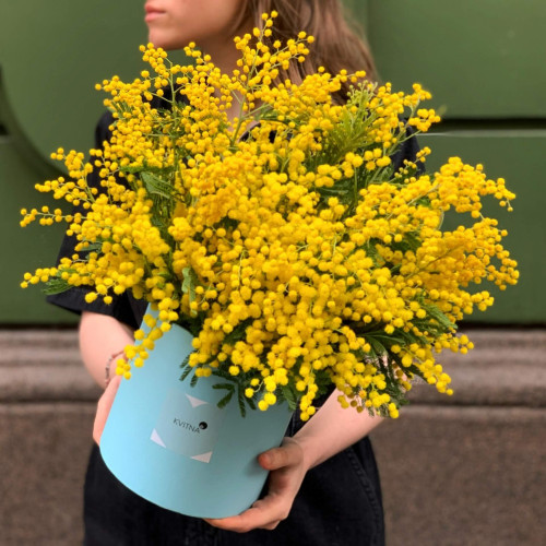 Коробочка запашної мімози «Ранкове сонечко»