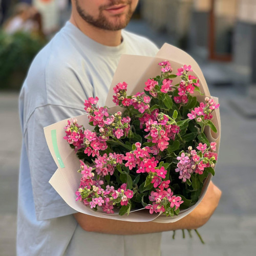 23 гілки рожевого оксіпеталуму у букеті «Квіточка пелюсточка»