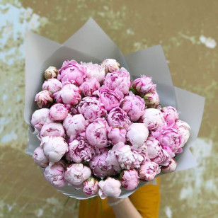 Pink Peonies Sarah Bernhardt