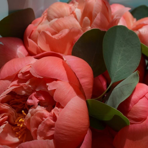 Коралові піони Coral Charm