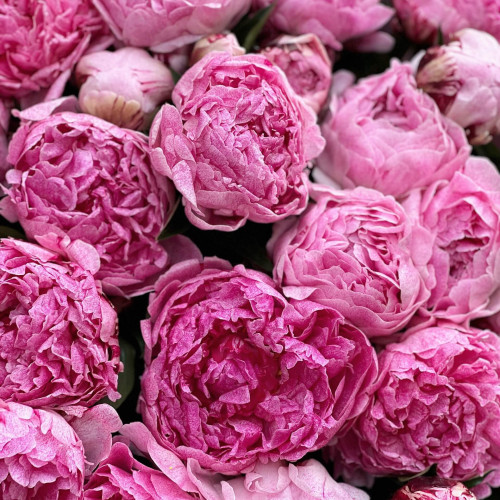 Bouquet of 43 peonies «Lacy Quail»