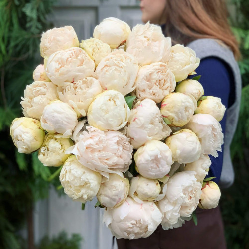 29 peonies «Marshmallow»