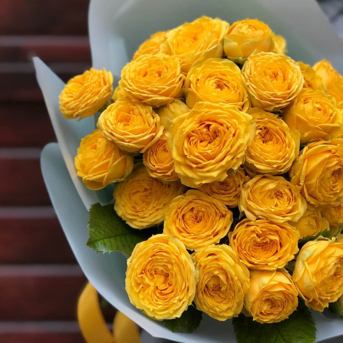 15 гілок кущової піоновидної троянди «Luna Trendsetter»