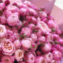 19 зeony Spray Roses in a bouquet «Gentle Kiss»
