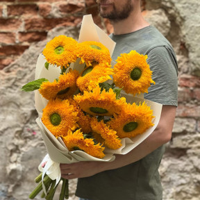11 пухнастих соняшників сорту Teddy Bear «Солодкі ведмедики»