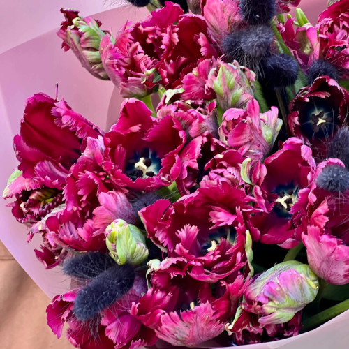 41 преміальний тюльпан з лагурусом у букеті «Чорна перлина»