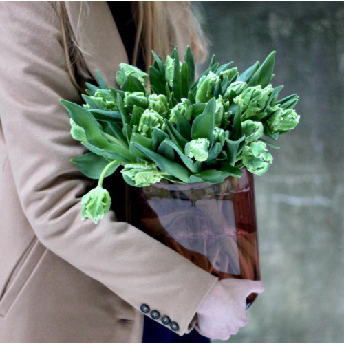 Тюльпани White Parrot (Уайт Перрот)