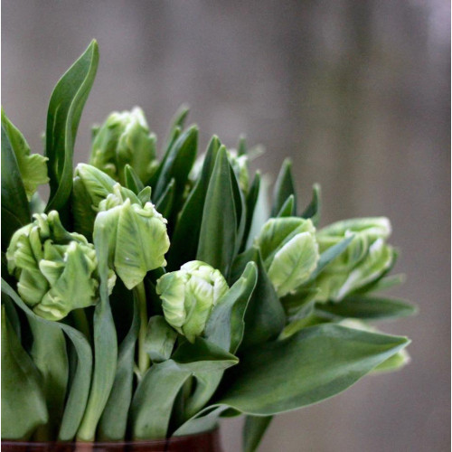 Тюльпани White Parrot (Уайт Перрот)