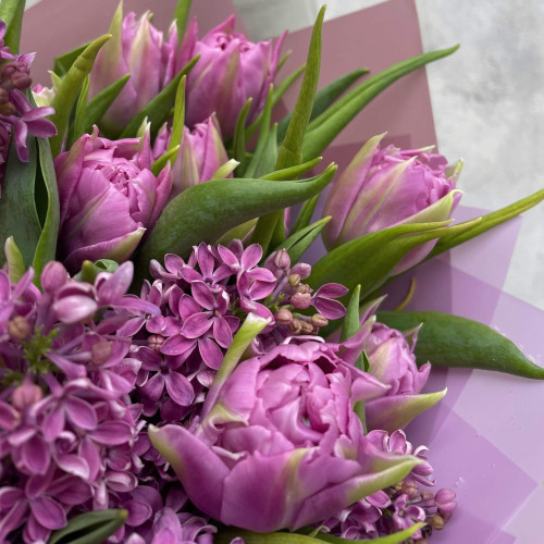 Тюльпан-Бузок «Лавандове мерехтіння»