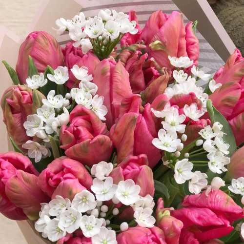 Тюльпан-Аллиум «Весенний романс»